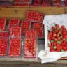 Foto: Strawberry Organik  Tunjungan-Surabay